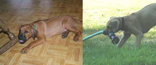 Puppy Chewing on inappropriate items.