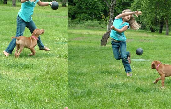 Play with your Puppy